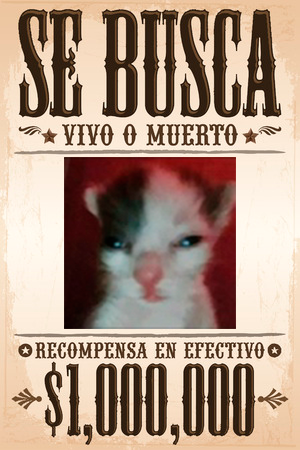 Cartel de Se Busca de Michi